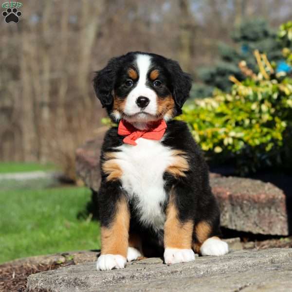 Nala, Bernese Mountain Dog Puppy